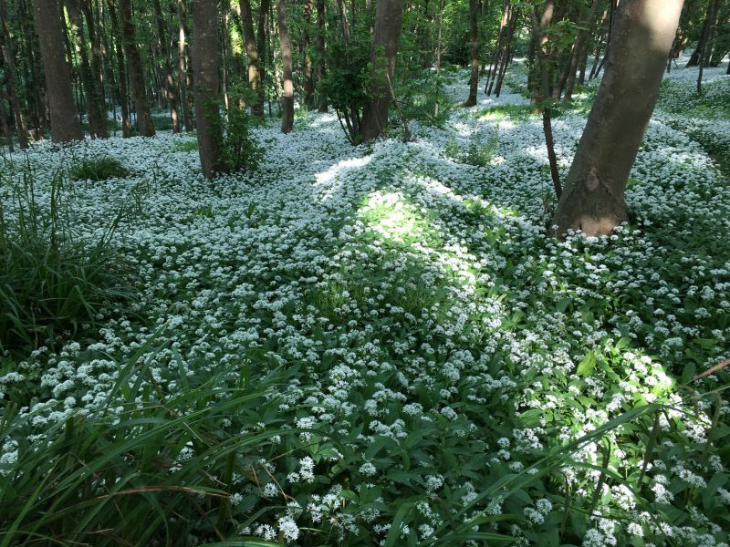 Wild garlic at Little Bredy